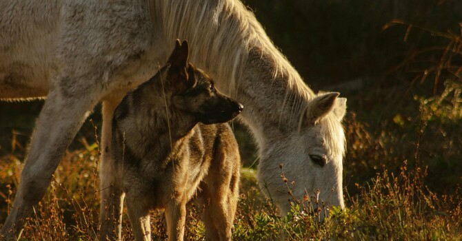 Equine and Canine Chiropractic